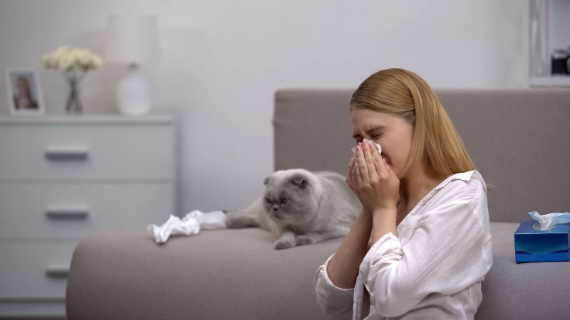 chat allergie traitement